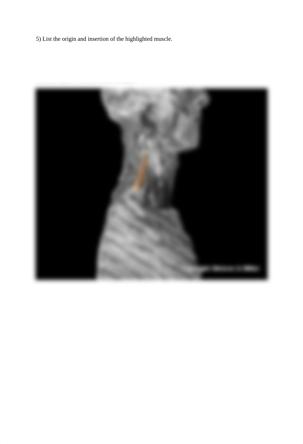 9.orso_muscle_origins_and_insertions_Worksheet (1).docx_dz0h3albgyi_page5