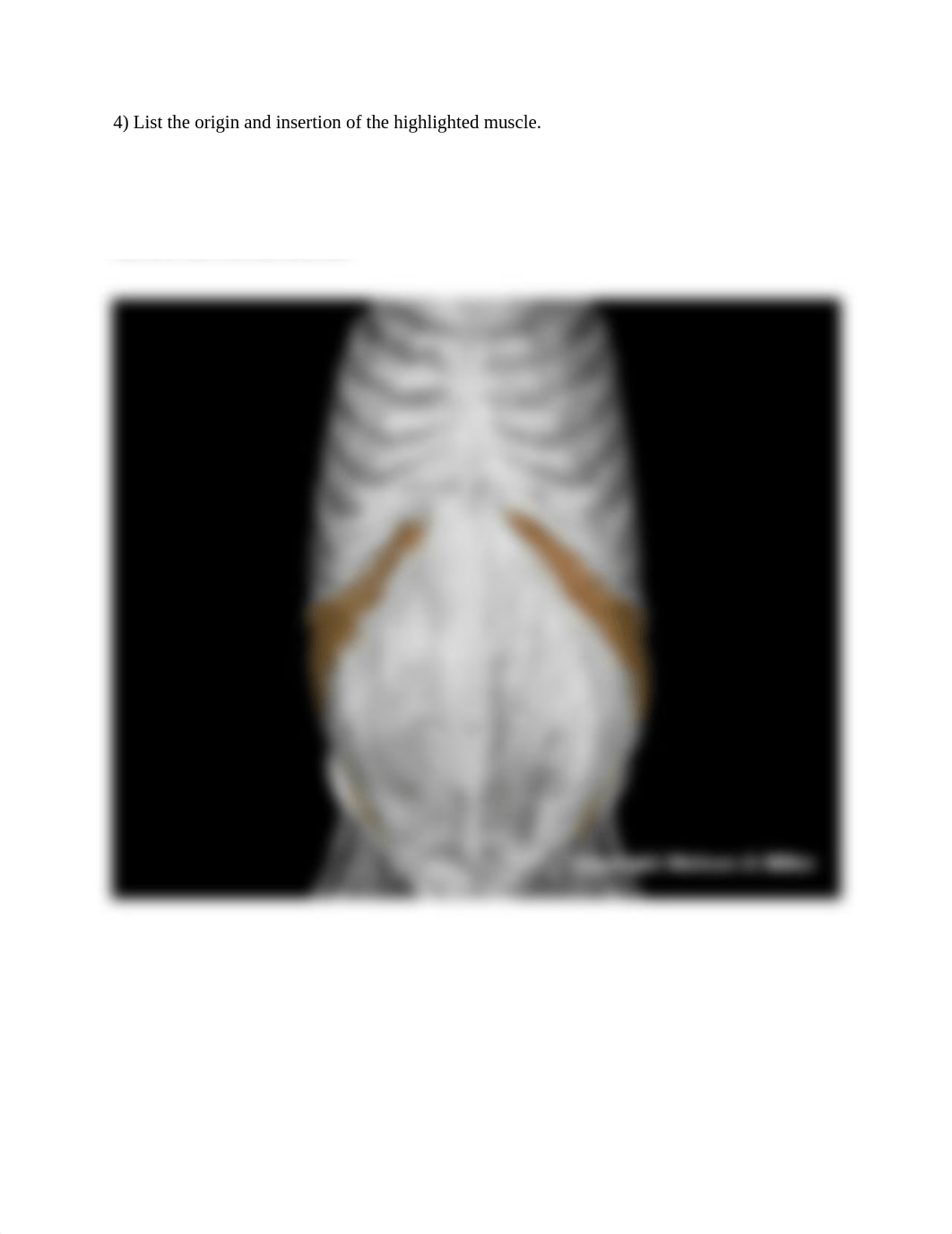 9.orso_muscle_origins_and_insertions_Worksheet (1).docx_dz0h3albgyi_page4