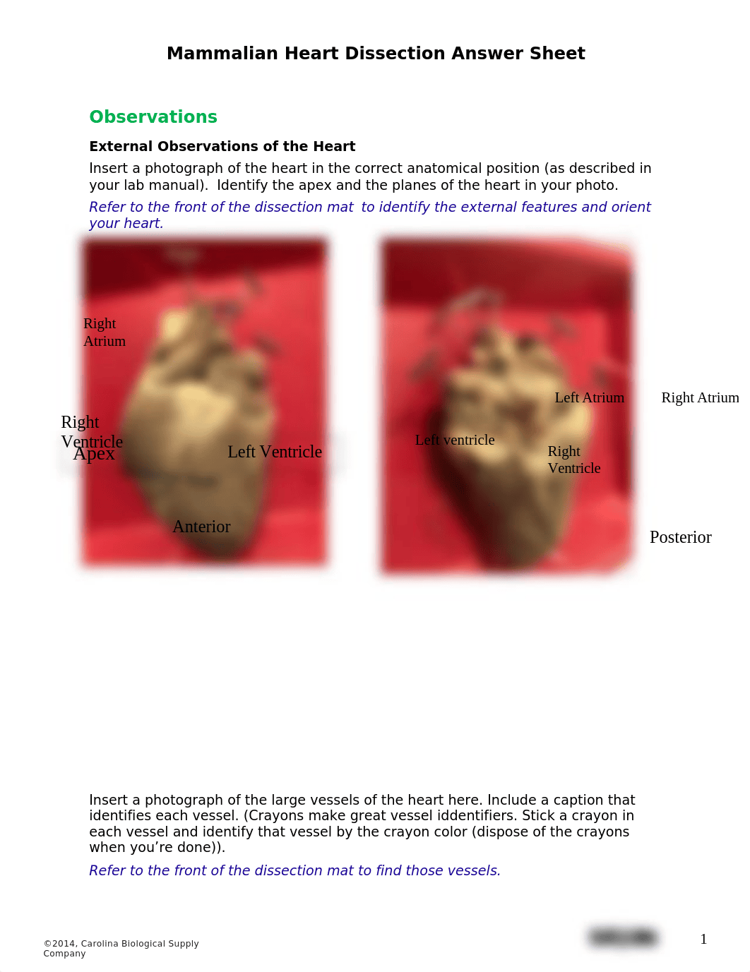 Heart Disection mod 2 bio 202.docx_dz1o34hrlrr_page1