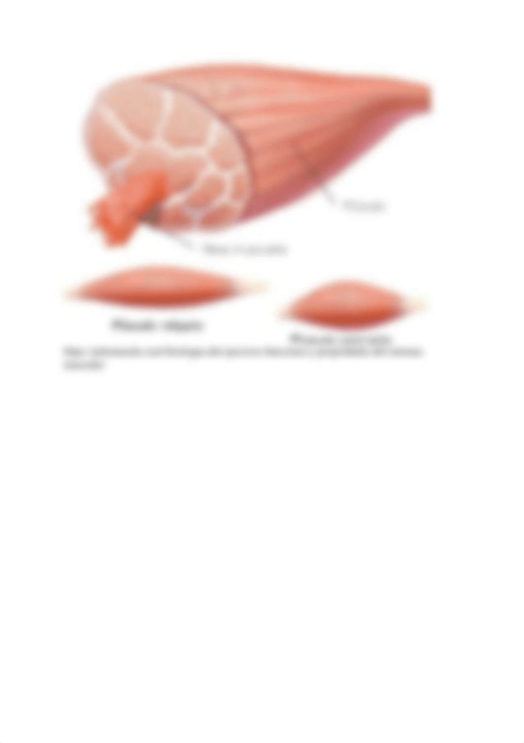 Proceso fisiológico de la contracción muscular.docx_dz1tnk5e549_page3