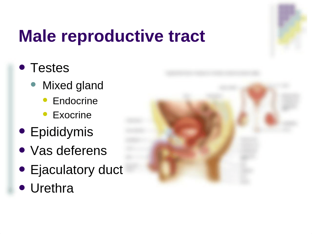 Bio 260 Reproductive System_dz28uuss352_page4