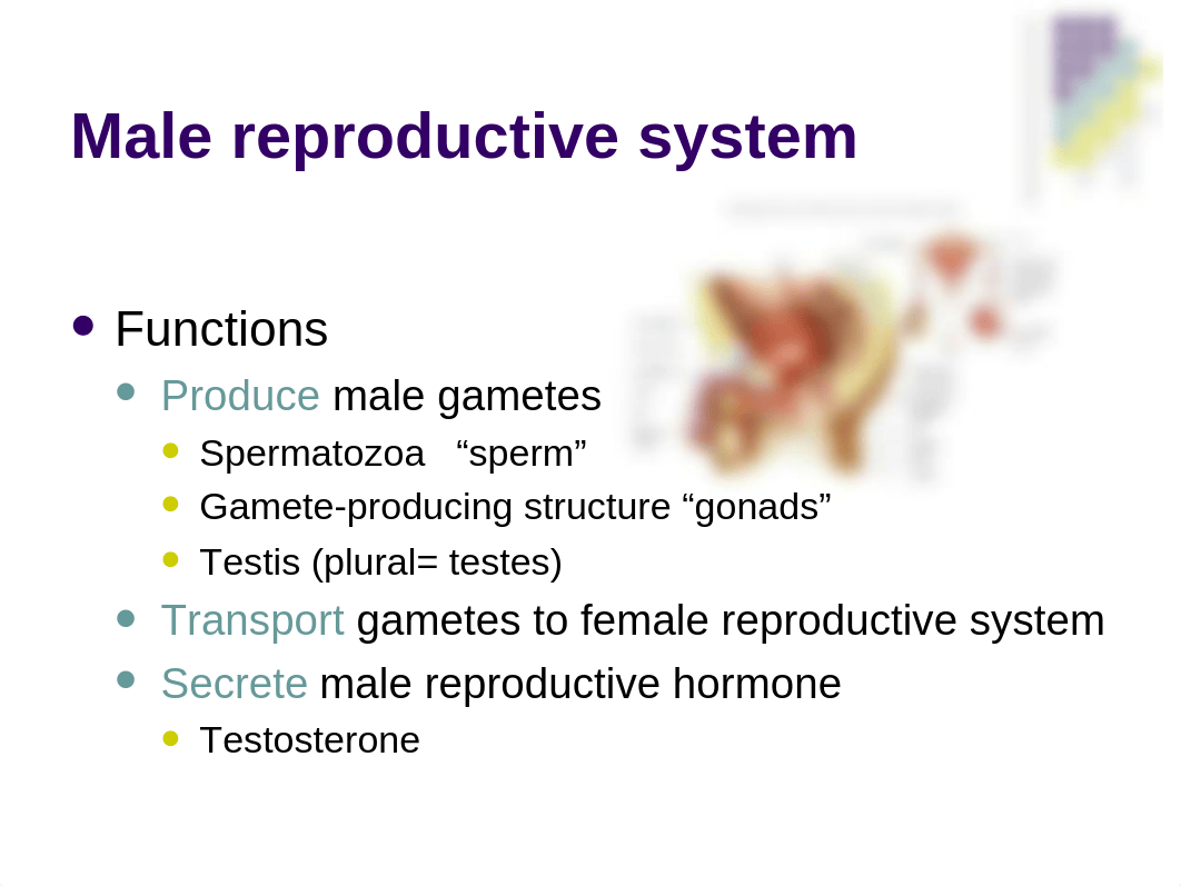 Bio 260 Reproductive System_dz28uuss352_page3