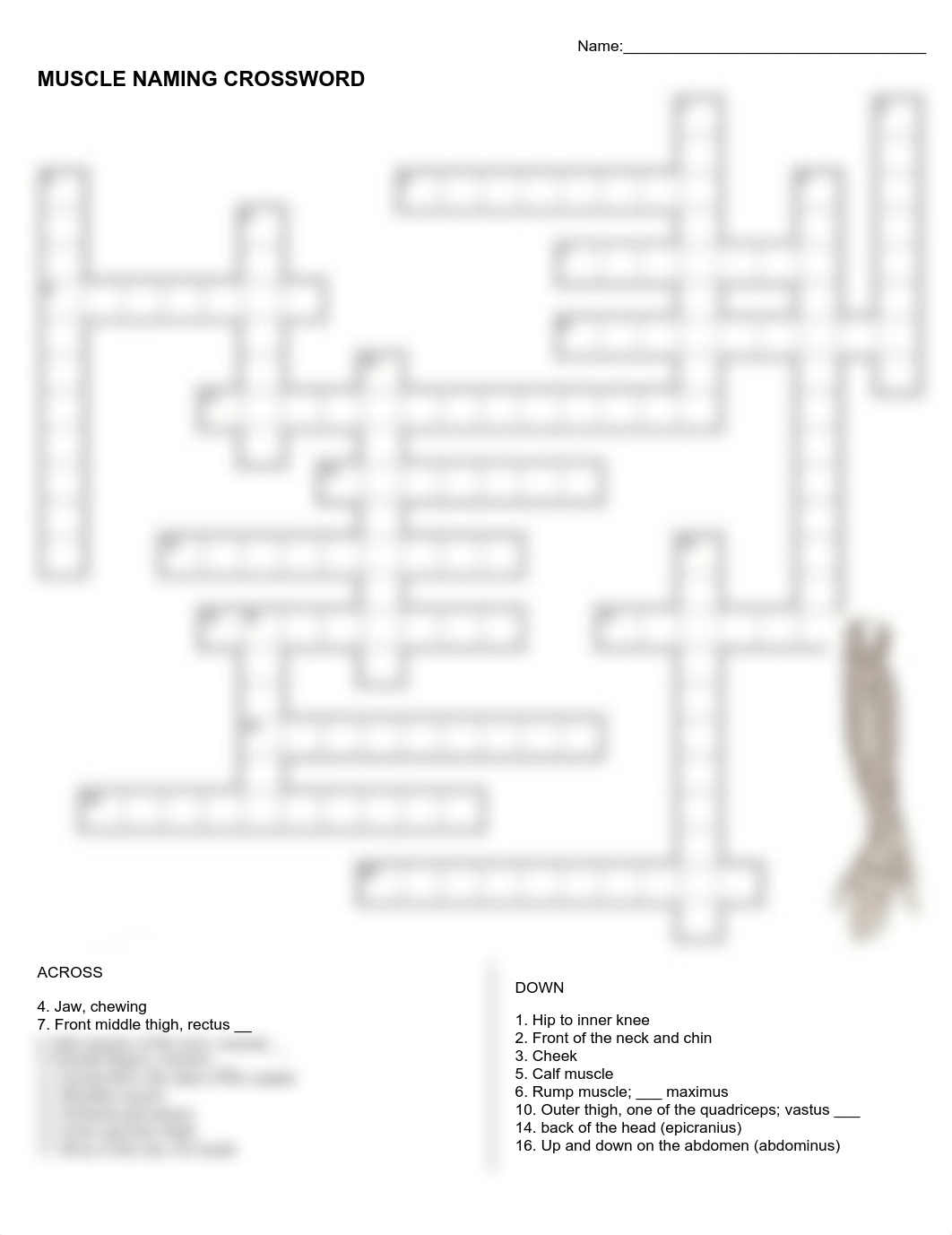 muscle_naming_crossword.pdf_dz2otrvm4a2_page1