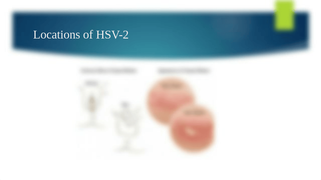 Herpes Virus Project- Cyan Loyd.pptx_dz3b66q0ny5_page5