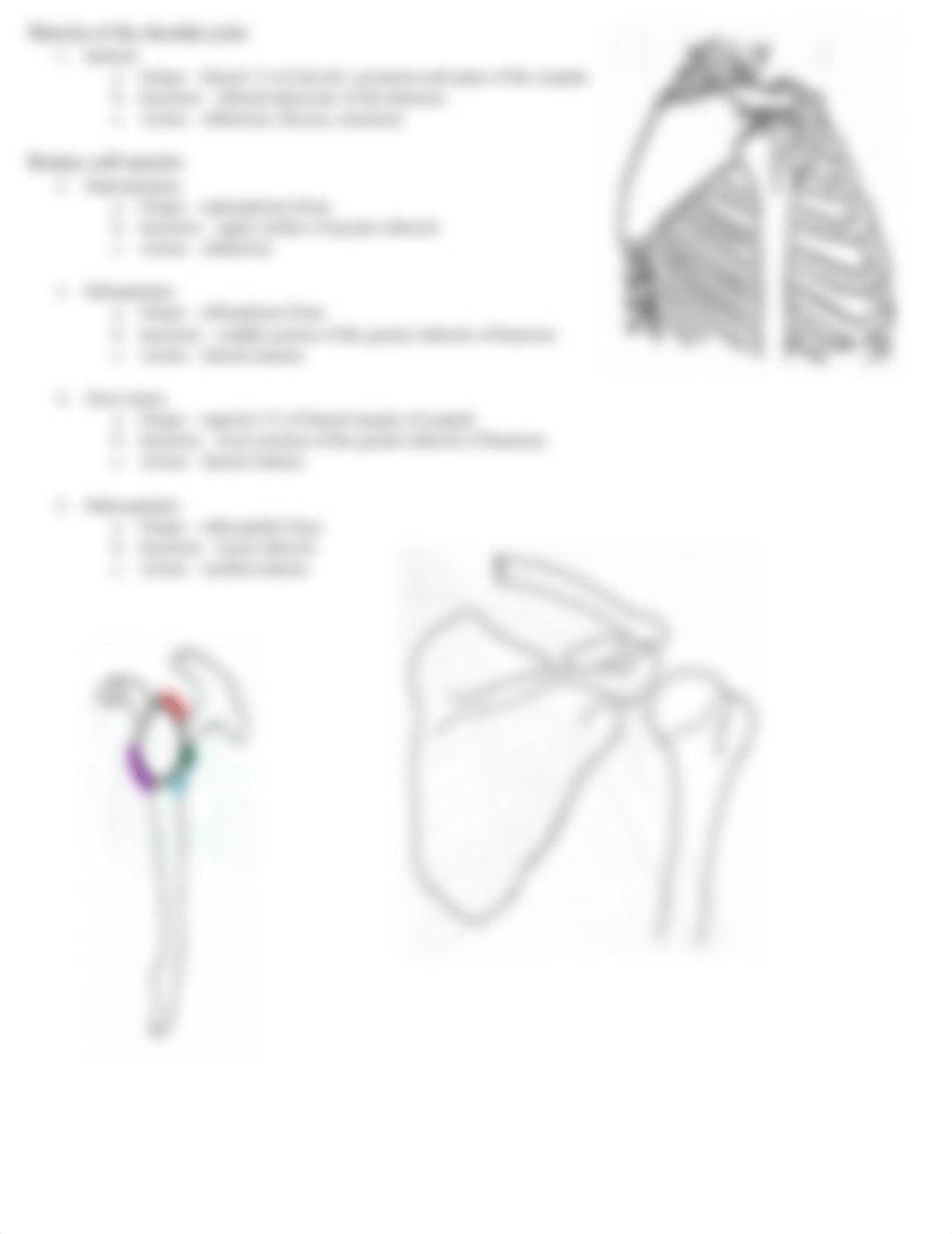 anatomy lecture exam 3.docx_dz44esb0b0u_page3