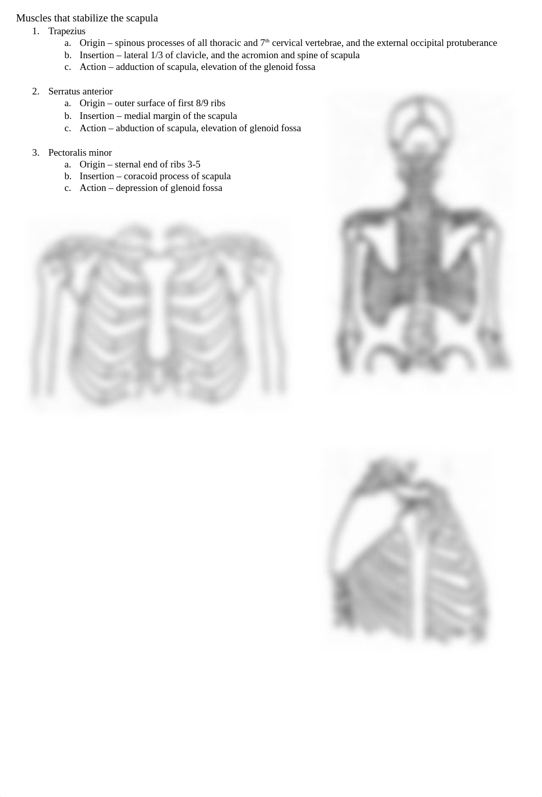 anatomy lecture exam 3.docx_dz44esb0b0u_page2