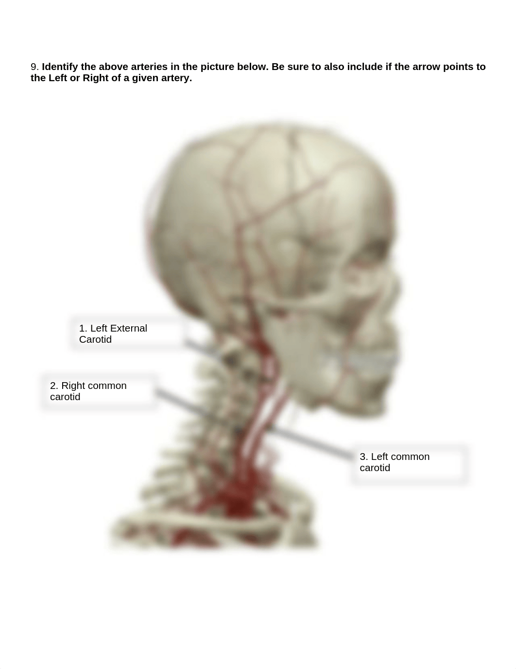 BIO 211 Lab 3 Artery Anatomy.docx_dz54t83e8lt_page2