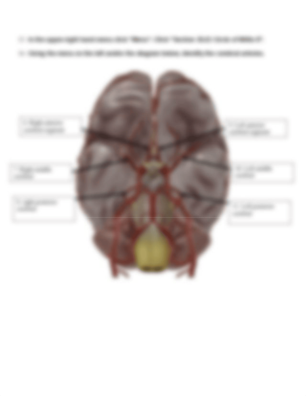 BIO 211 Lab 3 Artery Anatomy.docx_dz54t83e8lt_page5