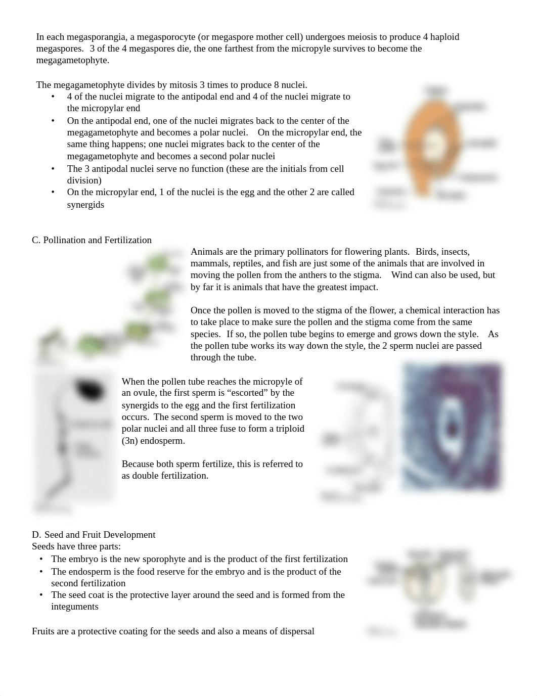 Angiosperm Life Cycle.pdf_dz5b46lp58u_page2