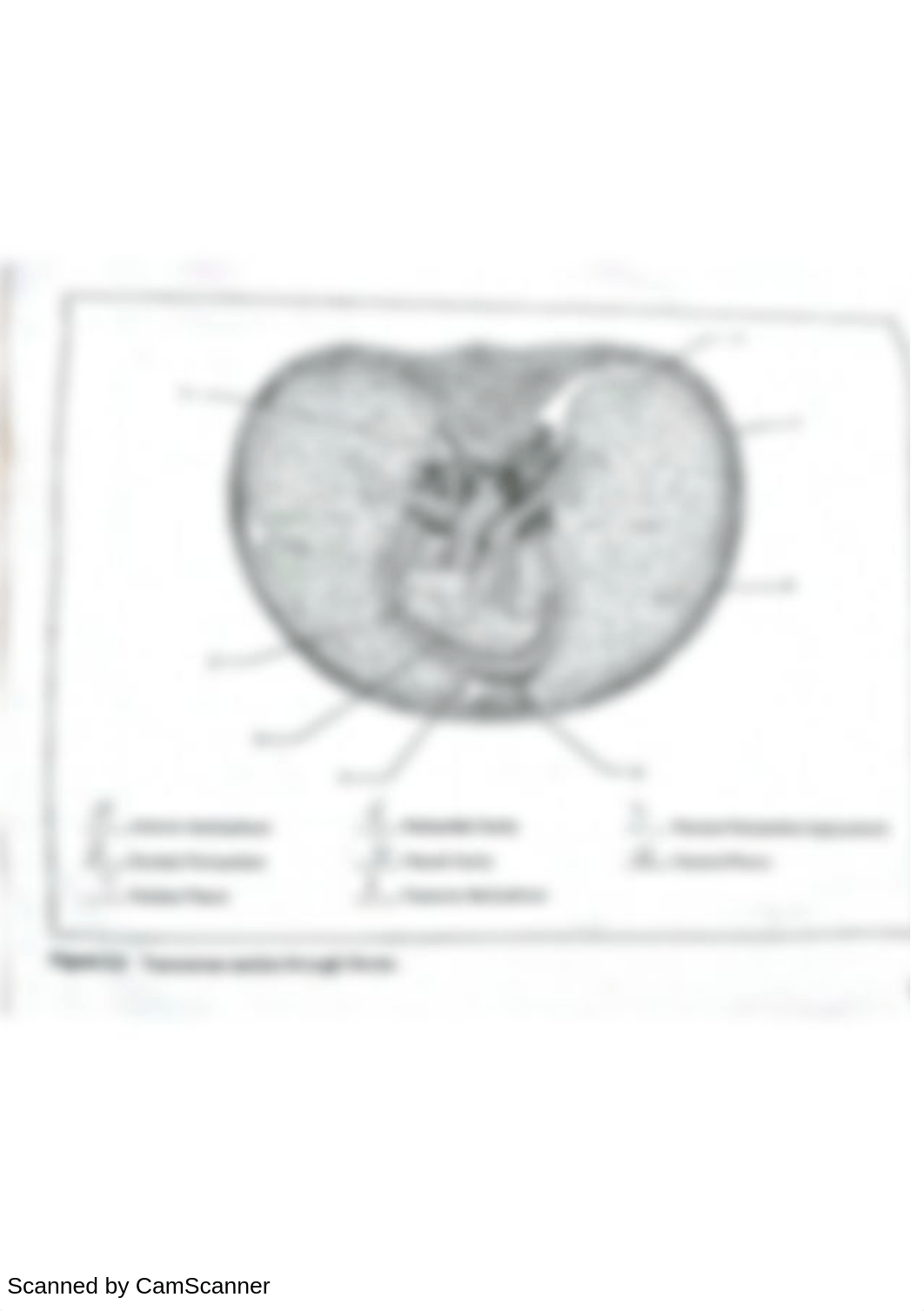 Body Cavities and Membranes_dz5s7j0subh_page2