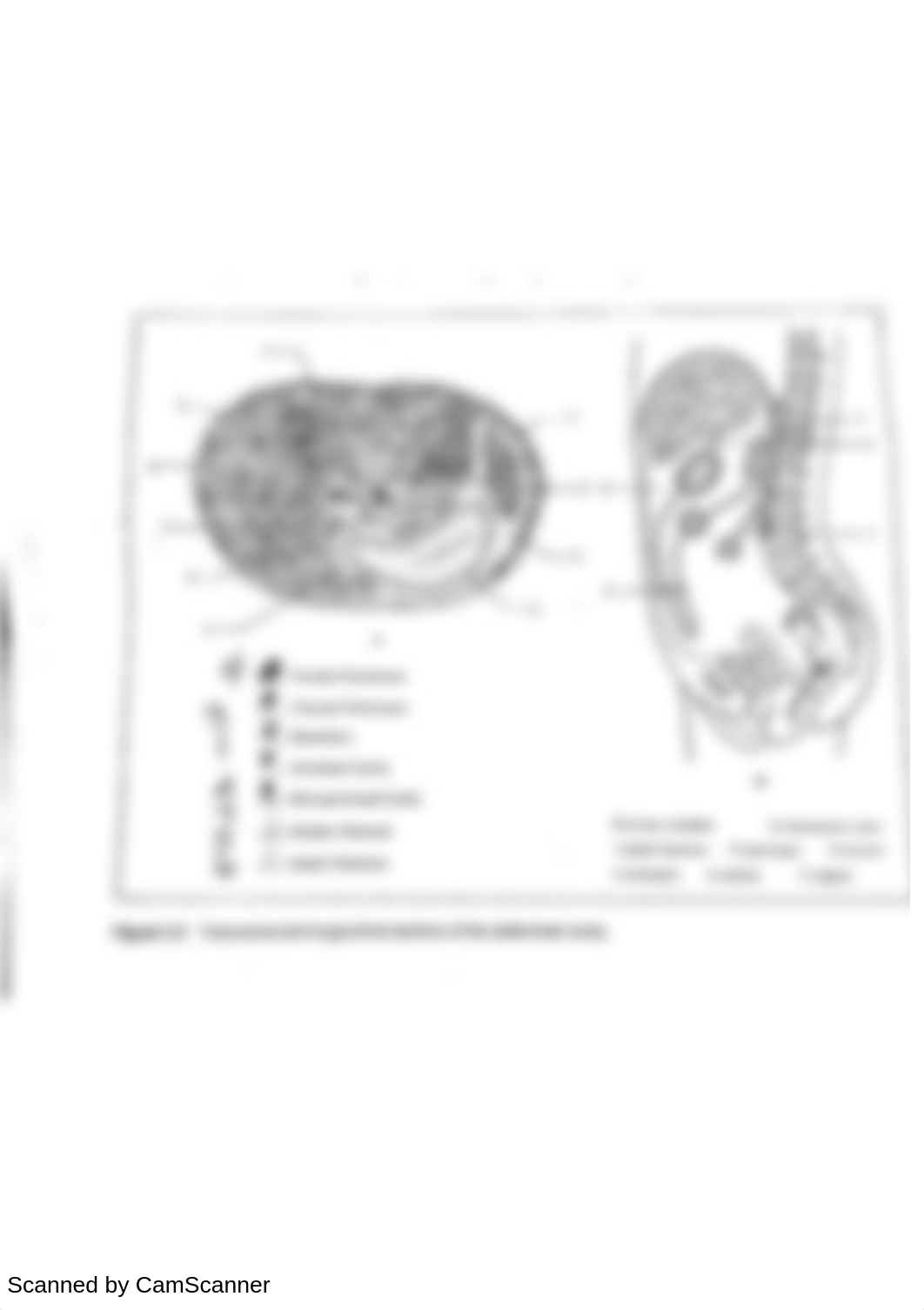 Body Cavities and Membranes_dz5s7j0subh_page3