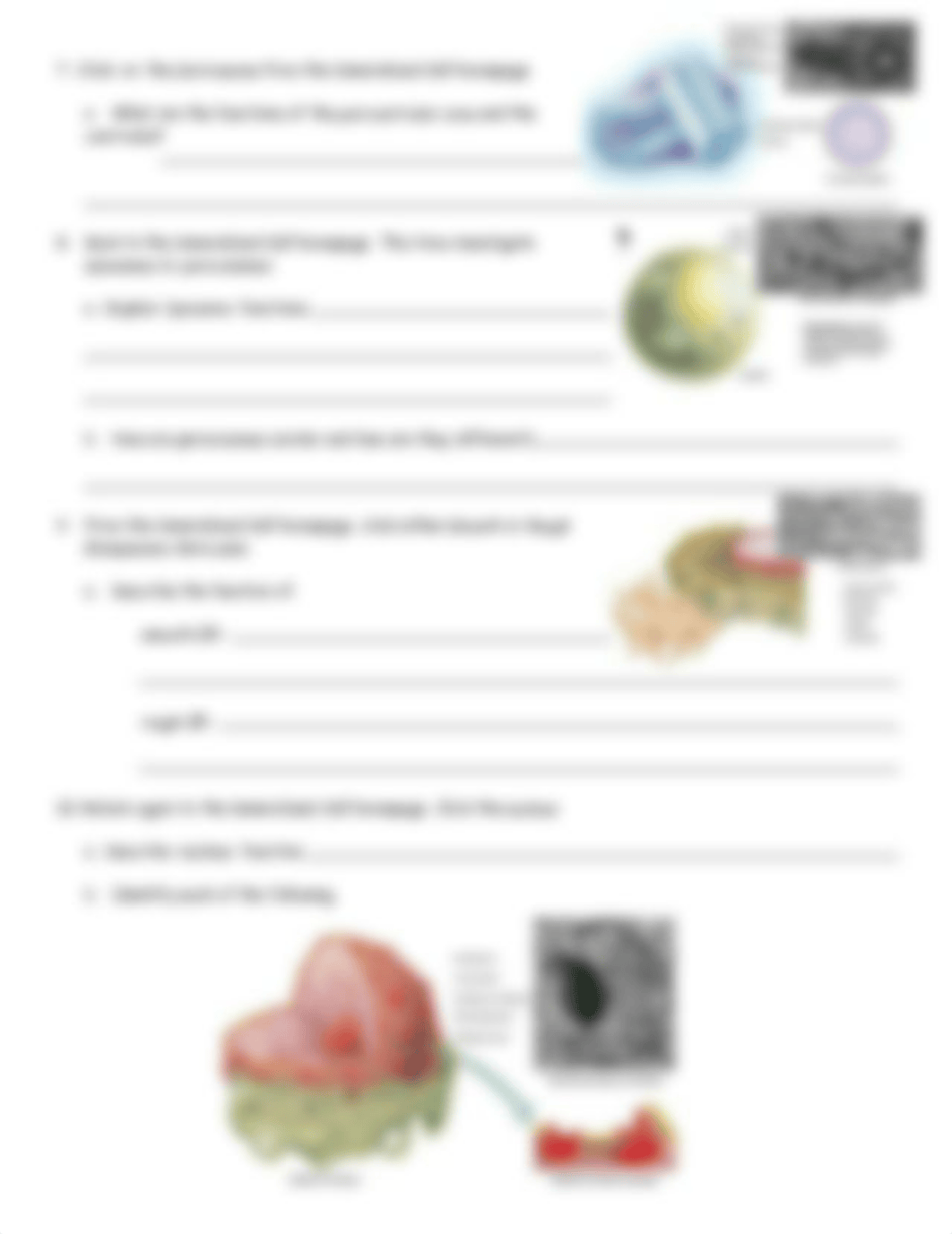 cell_struc_dz6qibeyoap_page4