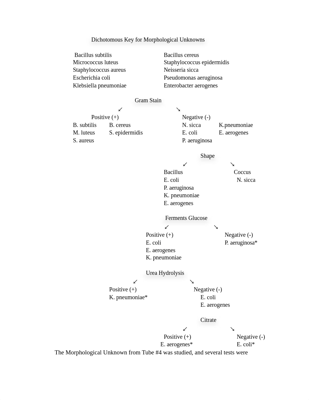 morph_unknown_dichot_key_dz6wi8pmkta_page1