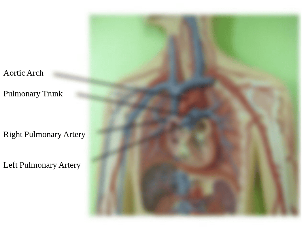 04 Lab Exercise - Blood Vessels.pptx_dz79ycpumrs_page4