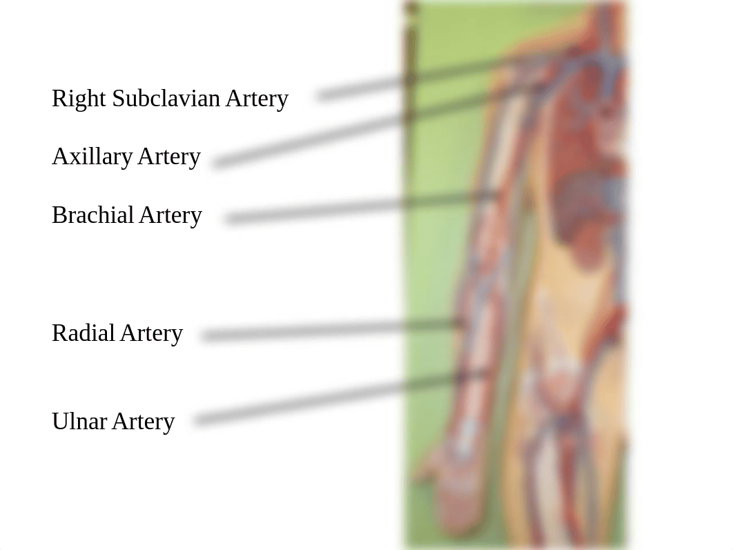 04 Lab Exercise - Blood Vessels.pptx_dz79ycpumrs_page5