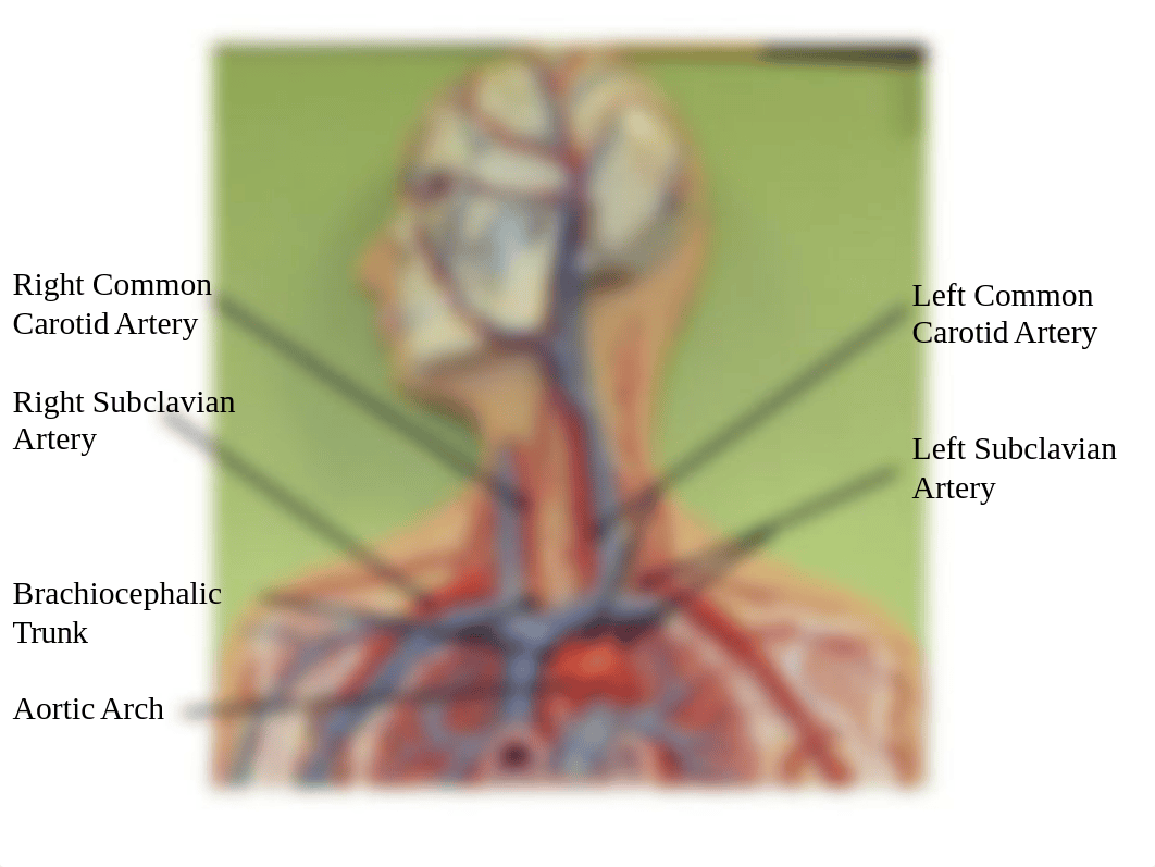 04 Lab Exercise - Blood Vessels.pptx_dz79ycpumrs_page3