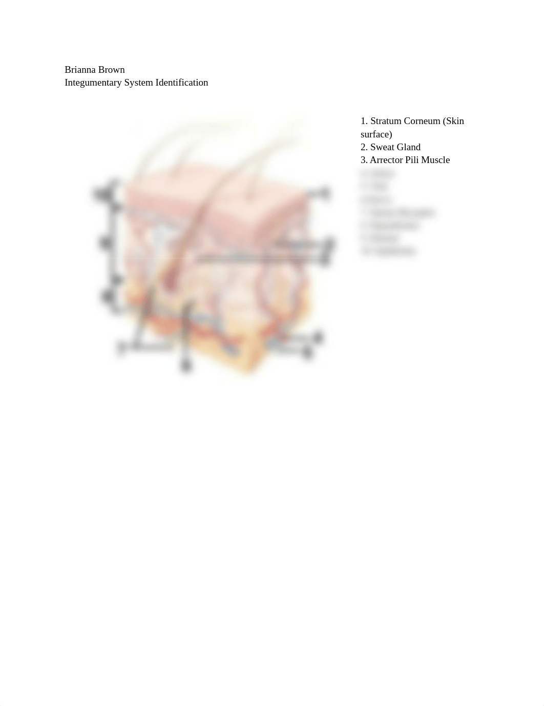 Integumentary System Identification_dz85ygvlf85_page1