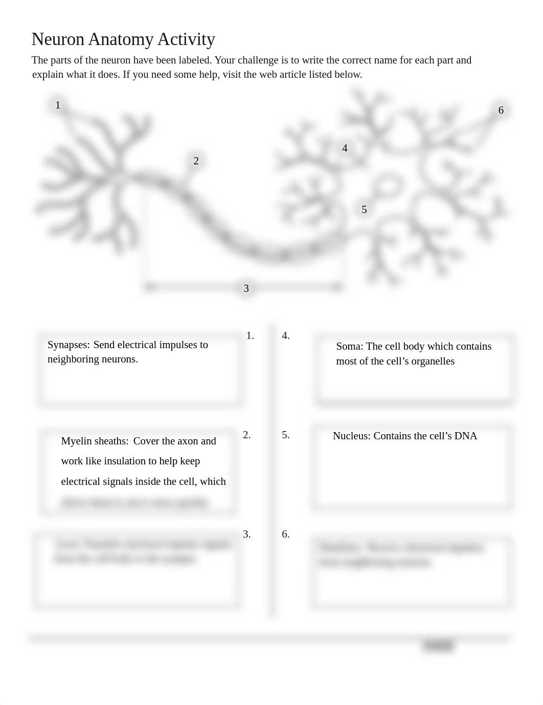 neuron activity worksheet.docx_dz8a7pn2t96_page1