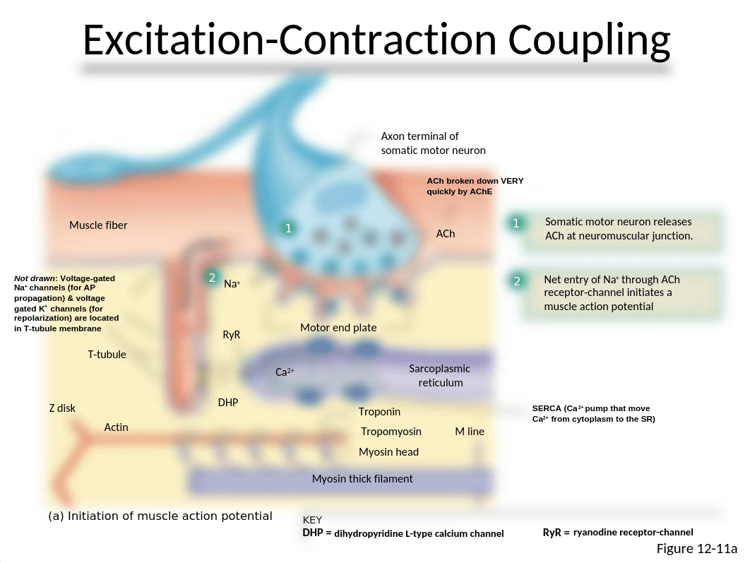 2. Neuromuscular Blocking Agents.ppt_dz95uvr1wnp_page4