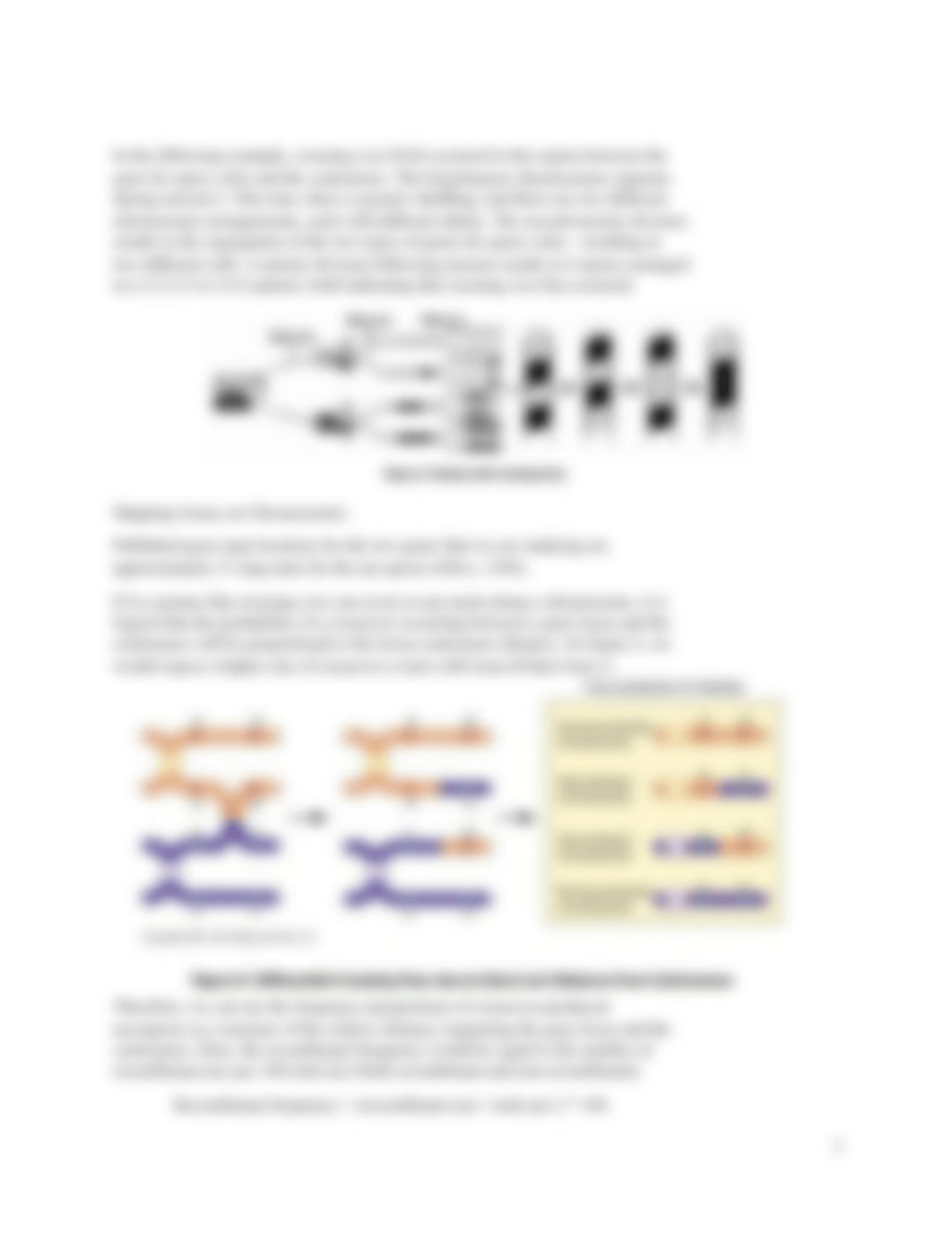 (Student) Kendra Elizalde - AP Meiosis Crossing Over Lab (1).docx_dz98uueeu34_page3