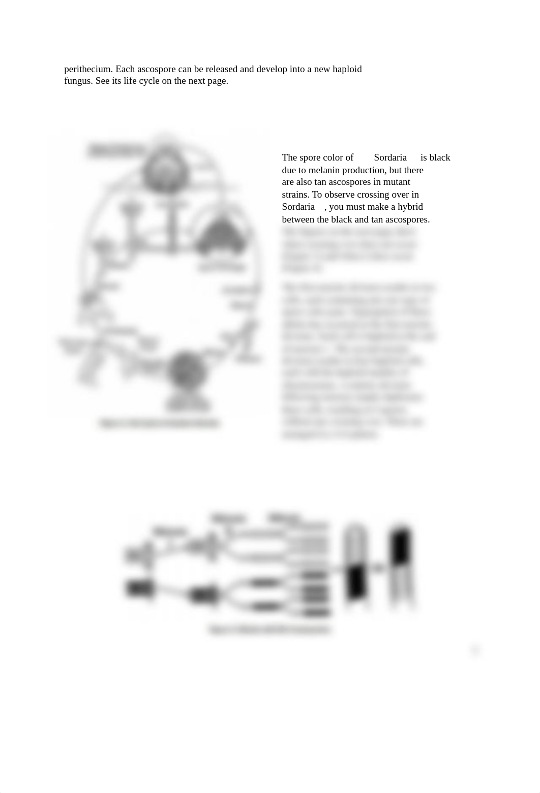 (Student) Kendra Elizalde - AP Meiosis Crossing Over Lab (1).docx_dz98uueeu34_page2