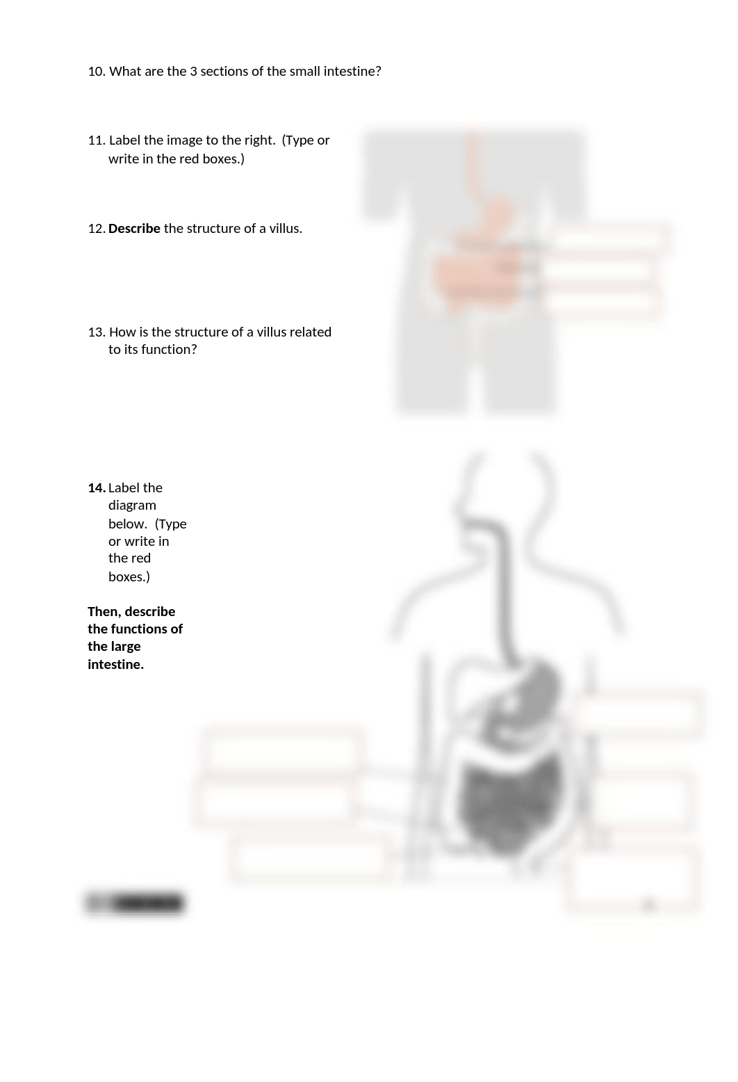 Digestive System Concept Check.docx_dza7q9w2078_page4