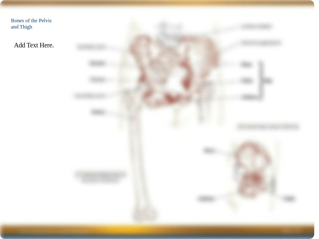 Chapter 6 Power Point -- Pelvis & Thigh.ppt_dza8uckoua4_page5