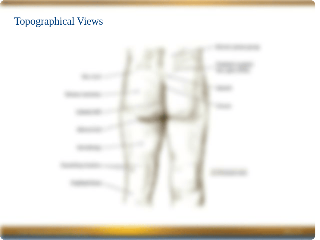 Chapter 6 Power Point -- Pelvis & Thigh.ppt_dza8uckoua4_page3