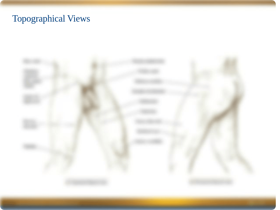 Chapter 6 Power Point -- Pelvis & Thigh.ppt_dza8uckoua4_page2