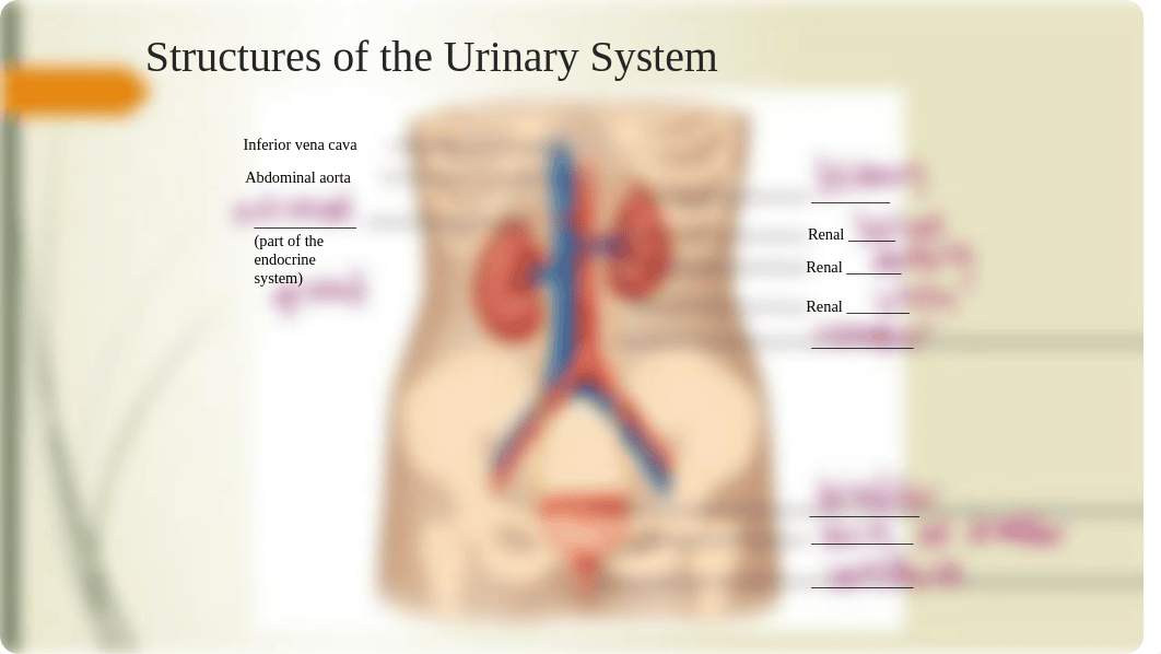 BIO 215 CH 18 The Urinary System- Anatomy and Renal Function(1).pptx_dzagkqo6o27_page4