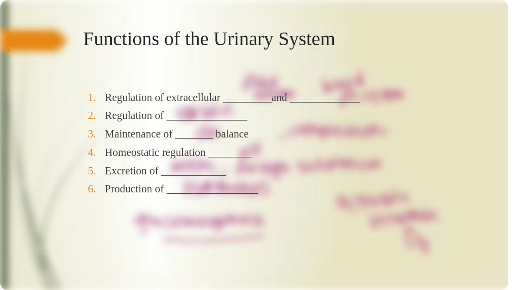 BIO 215 CH 18 The Urinary System- Anatomy and Renal Function(1).pptx_dzagkqo6o27_page3