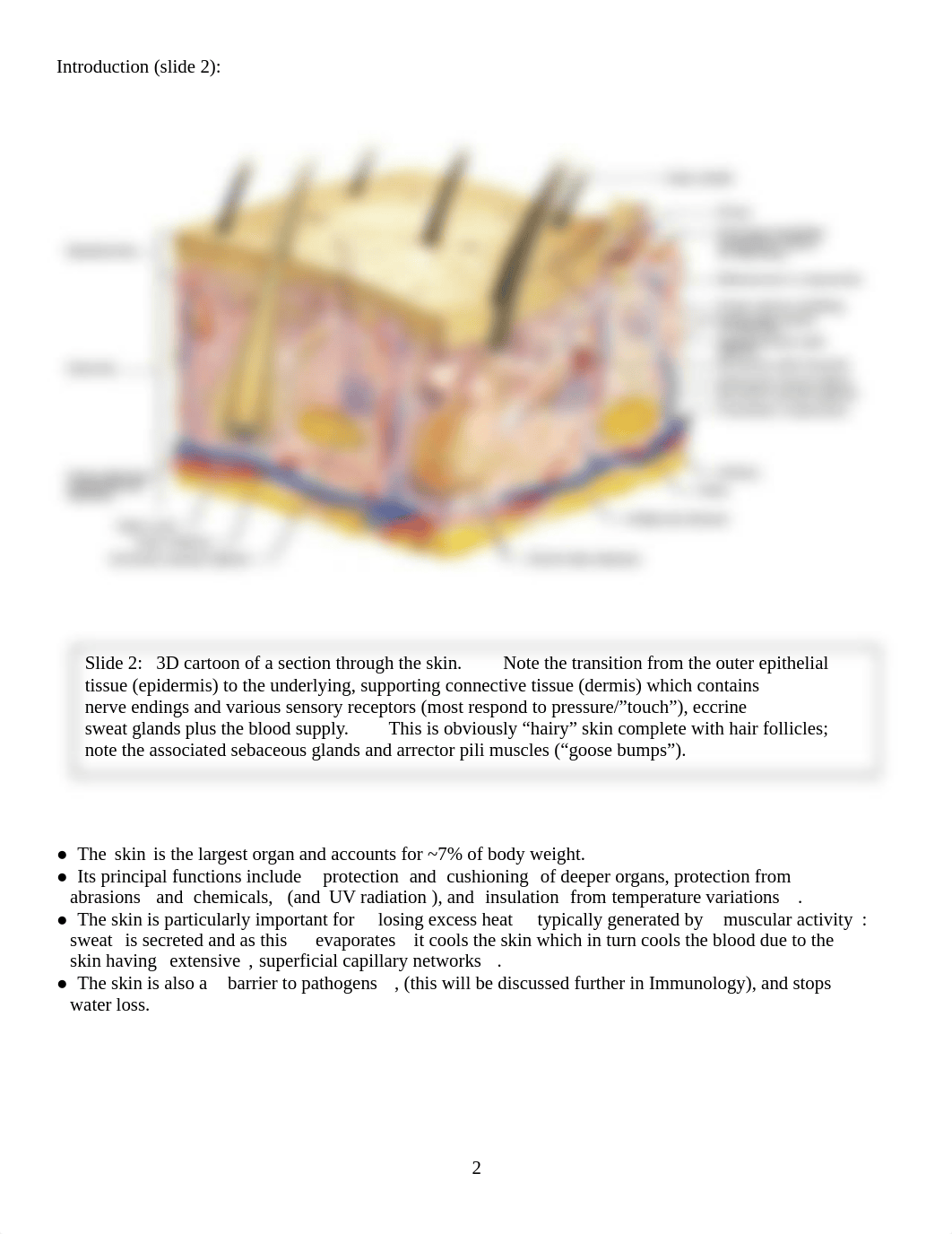 BSI L40 Integumentary System NOTES 2018.docx_dzahflnzq7y_page2