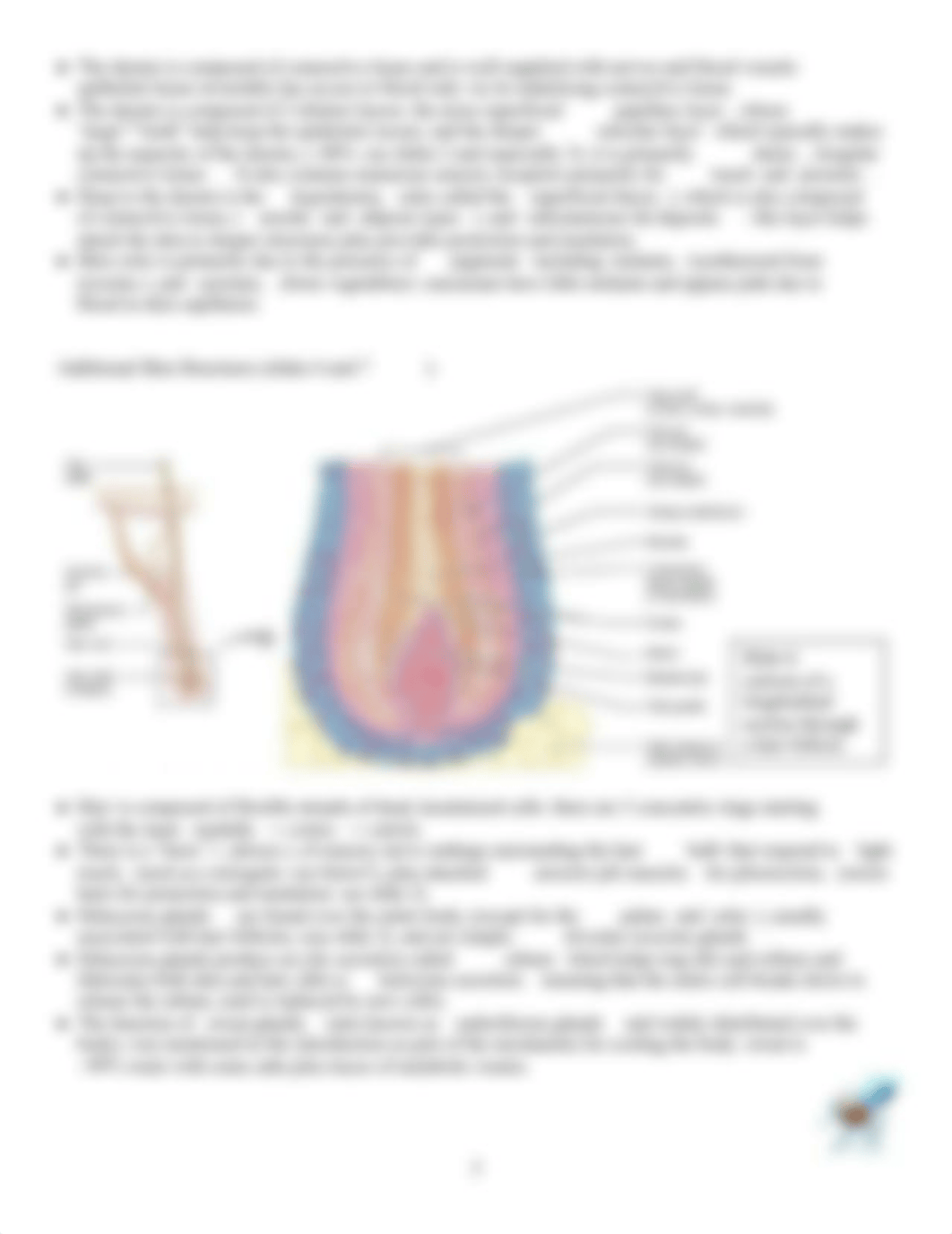 BSI L40 Integumentary System NOTES 2018.docx_dzahflnzq7y_page5