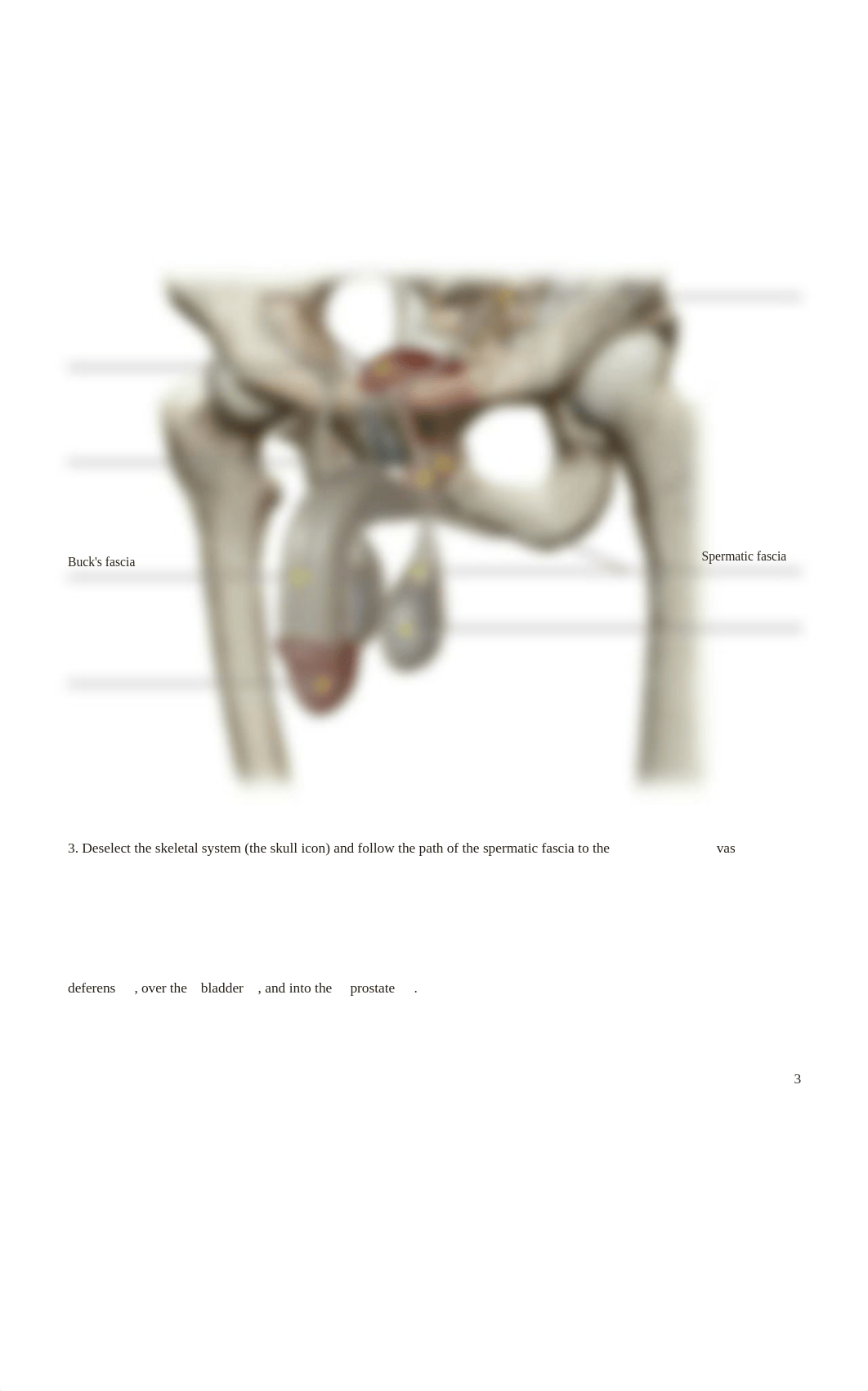 Reproductive_System_PDF Pages 15-23- A&P II.pdf_dzathng3qd5_page3