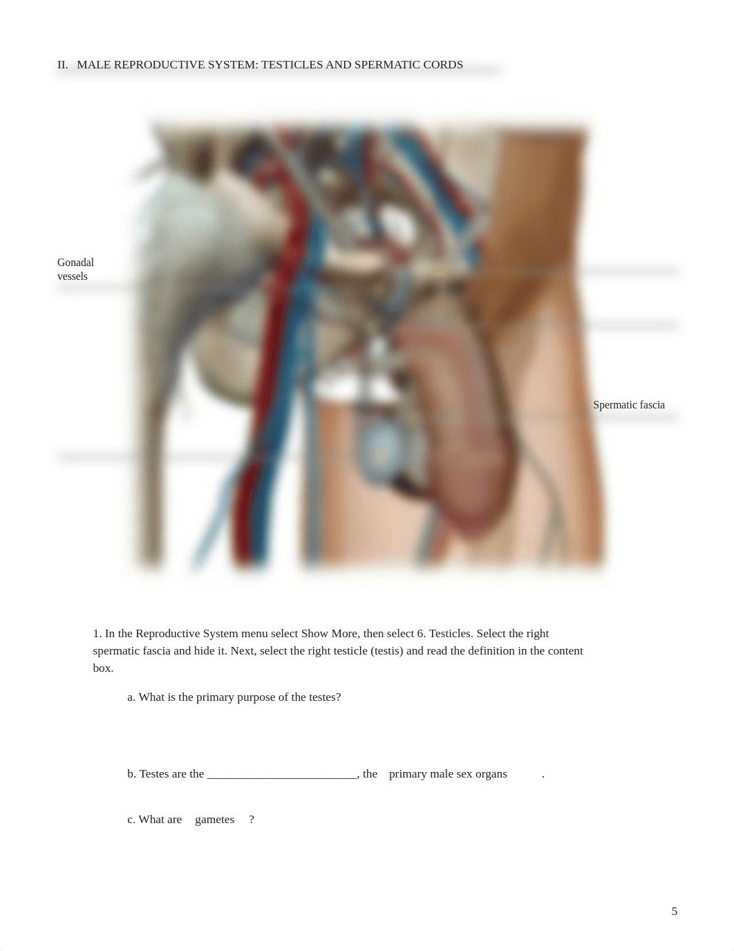 Reproductive_System_PDF Pages 15-23- A&P II.pdf_dzathng3qd5_page5