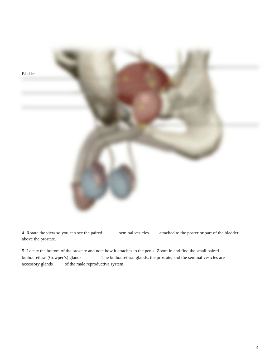 Reproductive_System_PDF Pages 15-23- A&P II.pdf_dzathng3qd5_page4