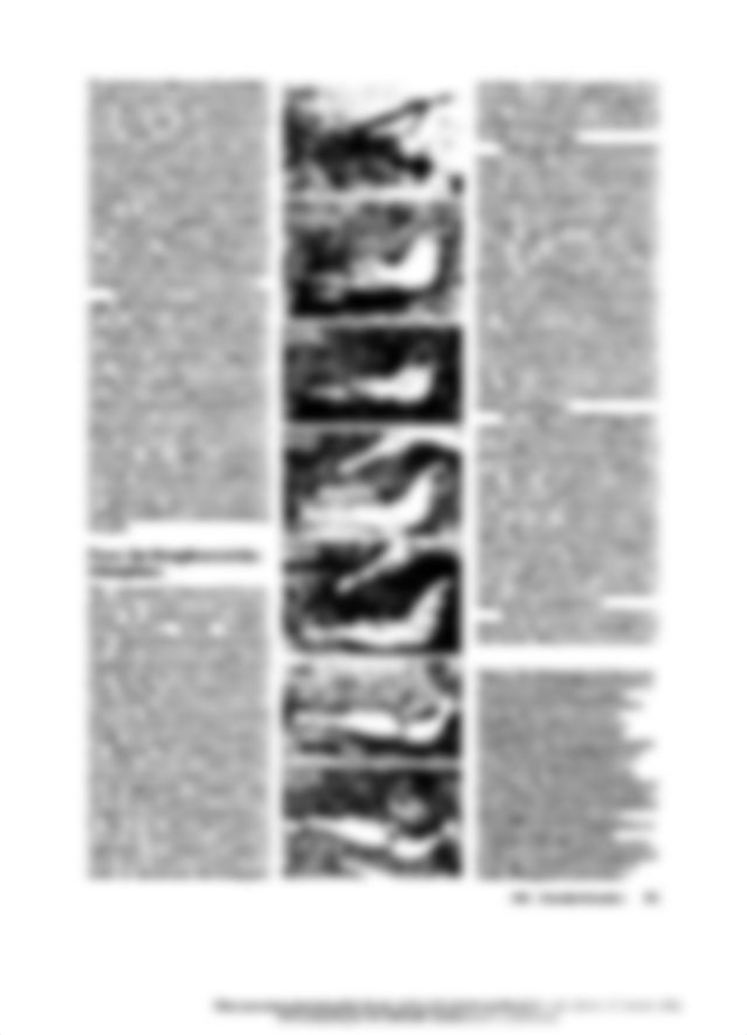 Taphonomy and the Fossil Record_dzb10euhyd7_page3