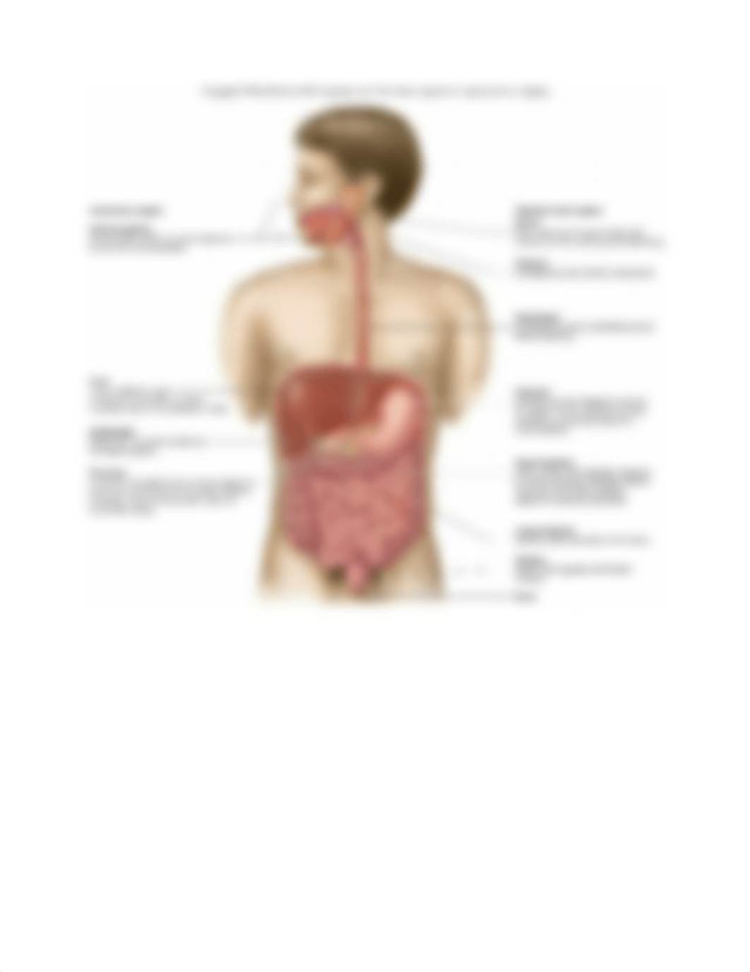 Human Biology Lab Exam 2 Study Guide.docx_dzb2aejrlys_page2