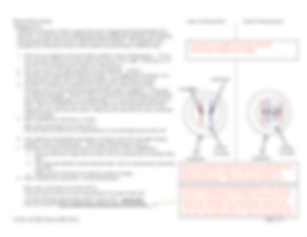 GC+Bio+120+HW8+Mitosis+2020+F+9+pp+KEY.pdf_dzb6xjpkkk2_page2