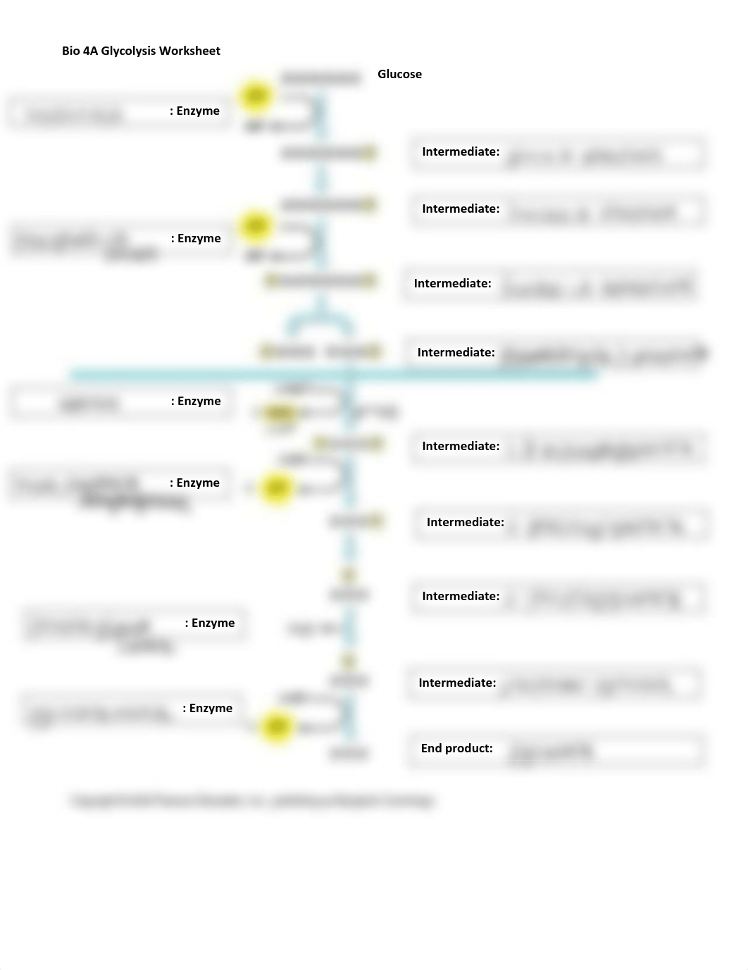 Bio4AGlycolysisTCAWorksheet 2.pdf_dzbiiejbyz9_page1