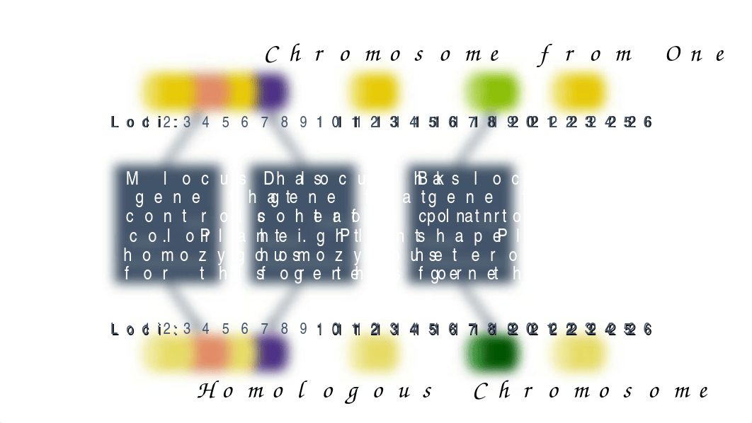 Chapter 11 Heredity master.ppt_dzbnfgwvgb3_page4