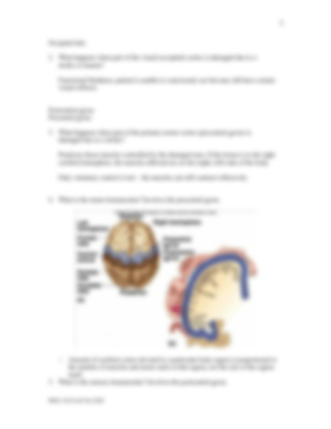 Lab Ten - Brain and Cranial Nerves.doc_dzbtno49lfx_page5