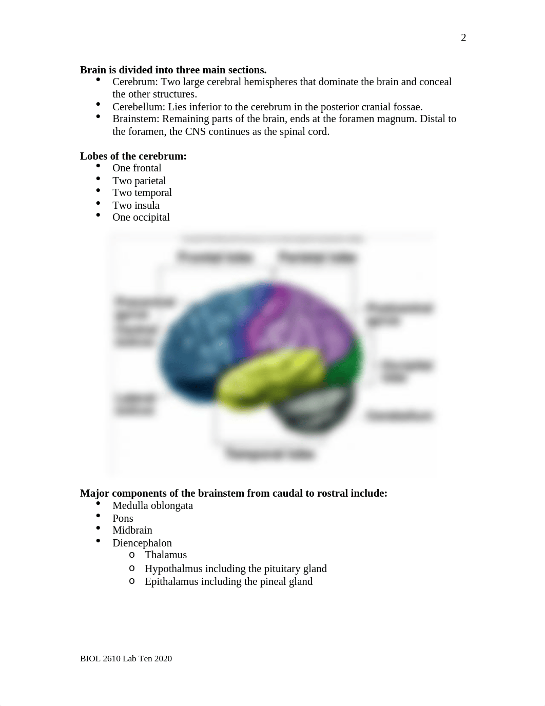 Lab Ten - Brain and Cranial Nerves.doc_dzbtno49lfx_page2