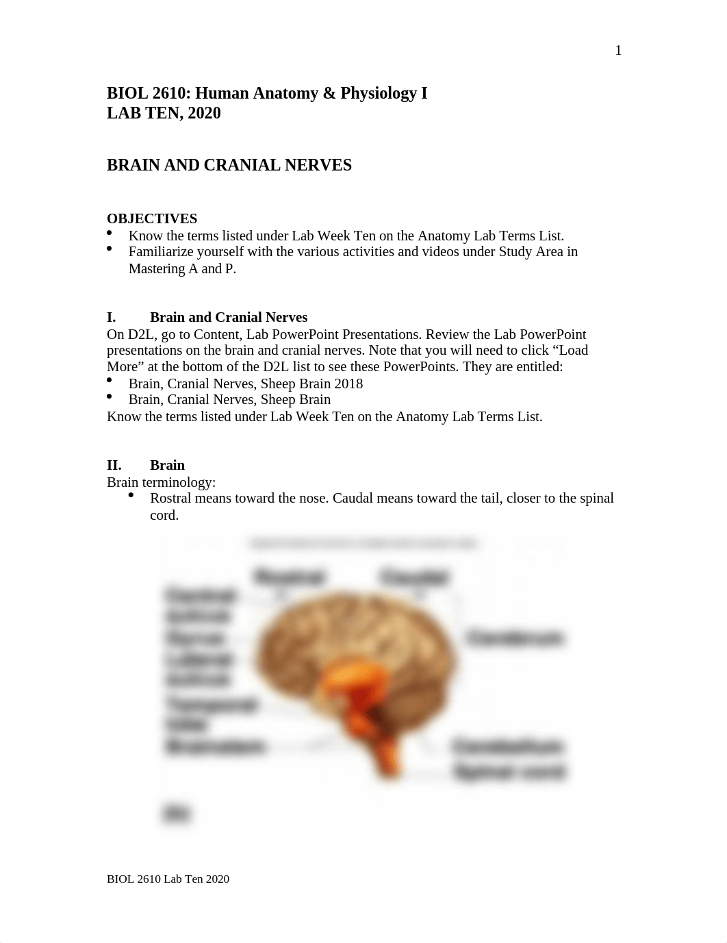 Lab Ten - Brain and Cranial Nerves.doc_dzbtno49lfx_page1