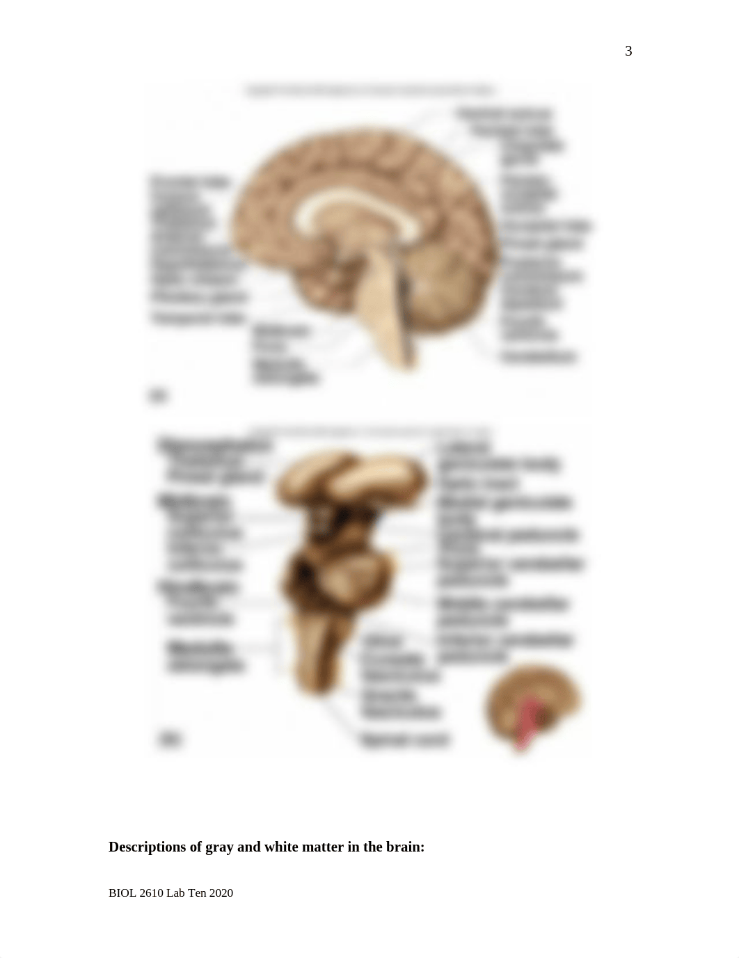 Lab Ten - Brain and Cranial Nerves.doc_dzbtno49lfx_page3