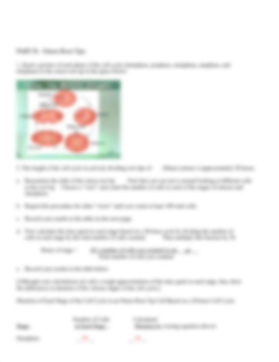 08Mitosis - worksheet.doc_dzbyl9ovuxx_page2