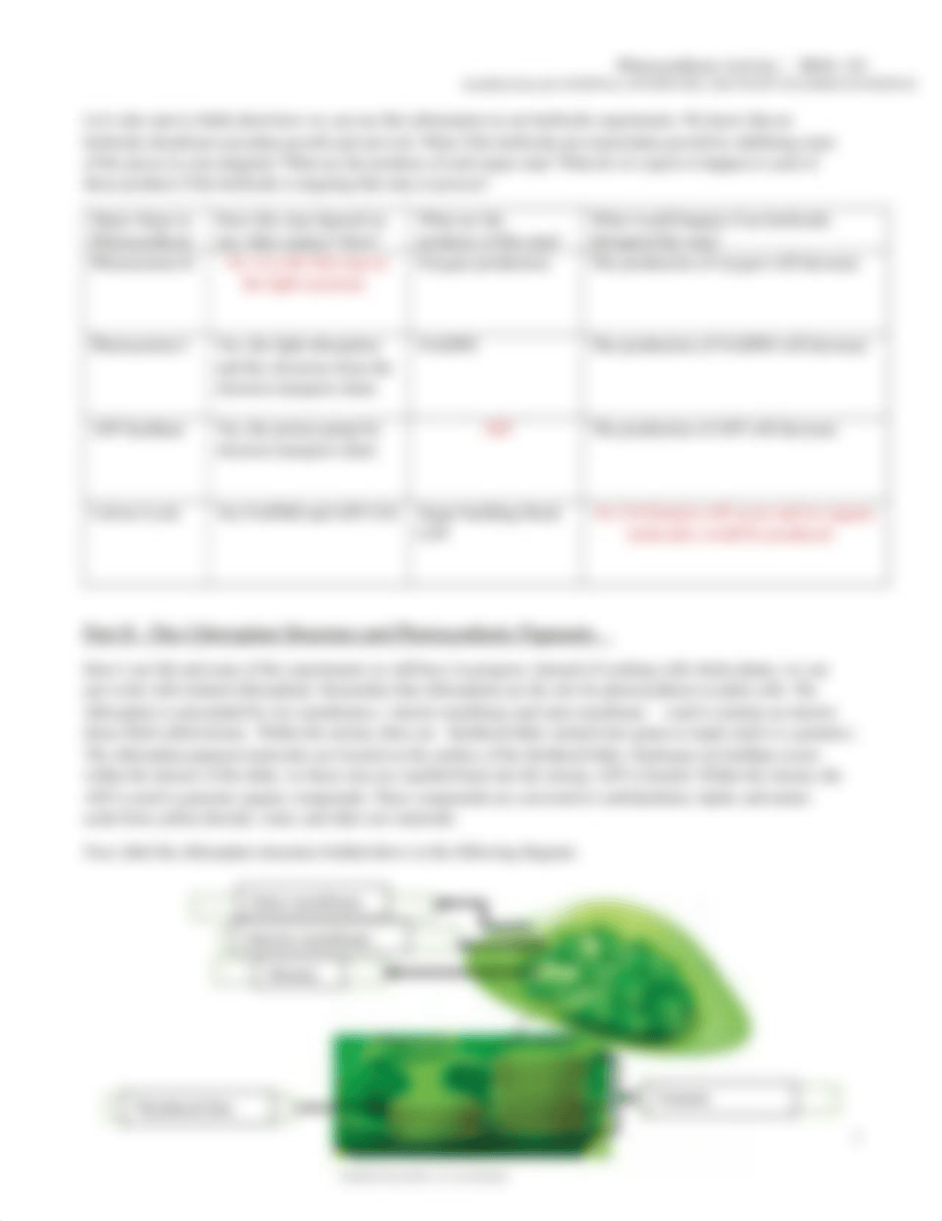 VegaCotto_Photosynthesis Activity_BIOL-101 (2)-1.docx_dzbzps2tj6a_page2