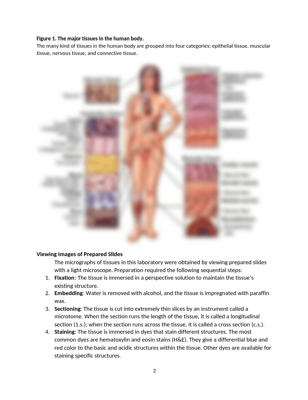 Lab 2 Human Tissue-Ashli Rigel.docx_dzcjzf7n7lk_page2