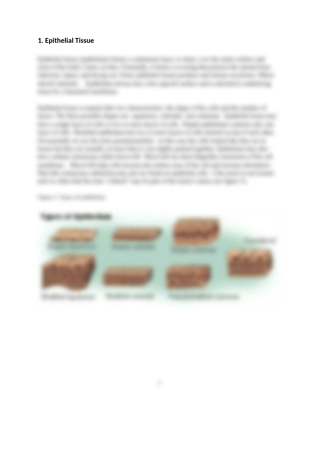 Lab 2 Human Tissue-Ashli Rigel.docx_dzcjzf7n7lk_page3