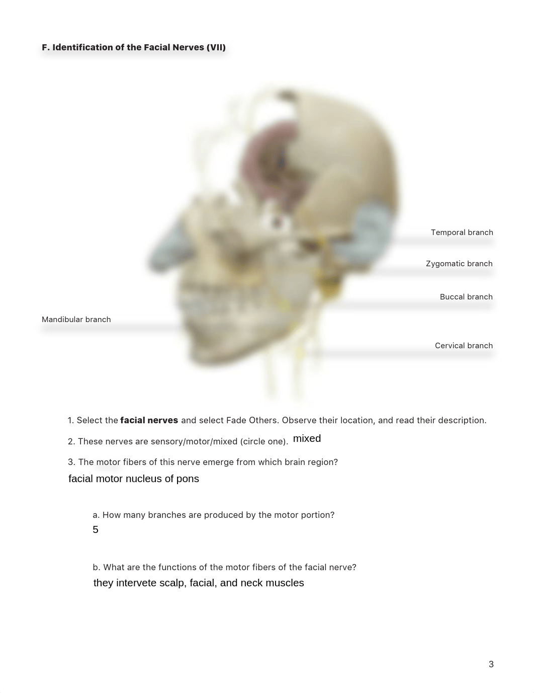 lab manual_cranial nerves_atlas_part_2.pdf_dzd336sc8qa_page3